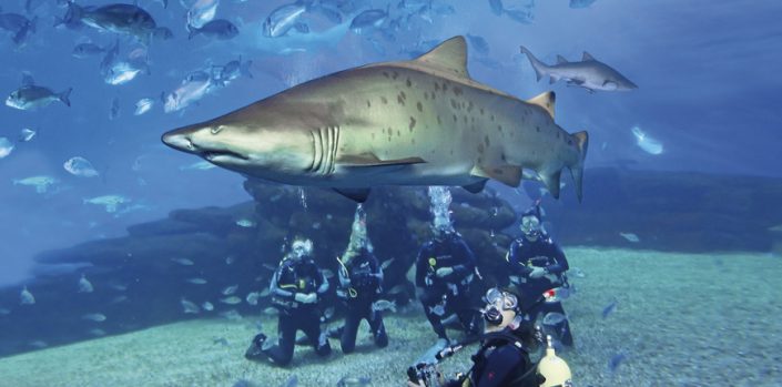 Bucear con Tiburones Bucear con Tiburones en Mallorca