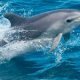 Avistamiento de delfines Mallorca