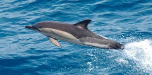 Dolphin watching in Majorca